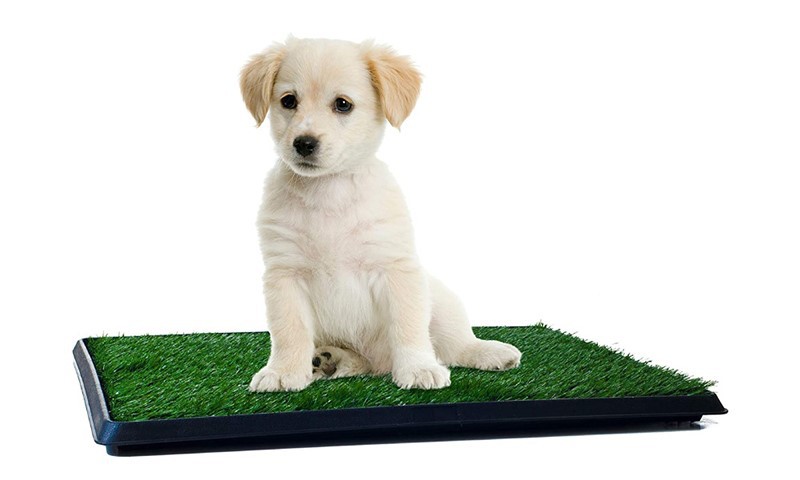 Artificial Grass Dog Toilet 3 Artificial Grass Dog Toilet 3